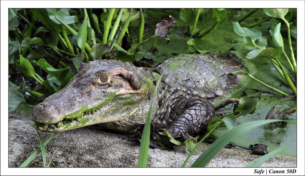 2009   08   Kho samui 07